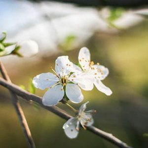 flowers-panorama